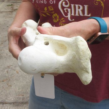 15 inch Buffalo Femur Bone