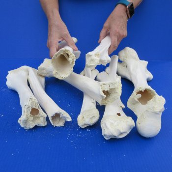 Eight B-Grade Buffalo Leg Bones 9 to 15 inch