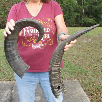 Two piece B-Grade 24" & 28" Natural Buffalo Horns