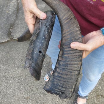 Two piece B-Grade 24" & 28" Natural Buffalo Horns