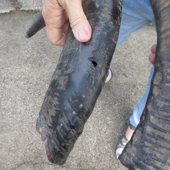 Two piece B-Grade 24" & 28" Natural Buffalo Horns