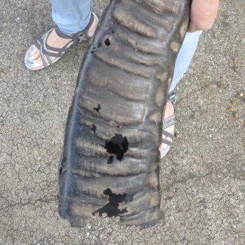 Two piece B-Grade 24" & 28" Natural Buffalo Horns