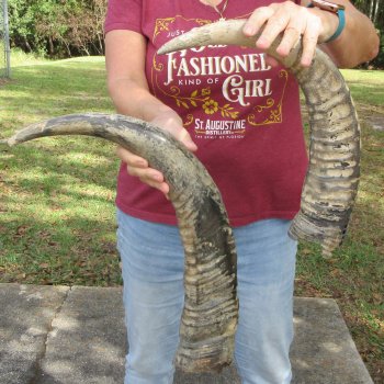 Two piece B-Grade 22" & 26" Natural Buffalo Horns