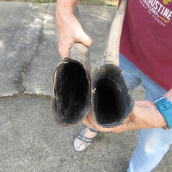 Two piece B-Grade 22" & 26" Natural Buffalo Horns