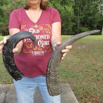 Two piece B-Grade 21" & 24" Natural Buffalo Horns