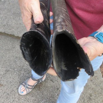 Two piece B-Grade 21" & 24" Natural Buffalo Horns