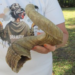 27" Sheep Horn