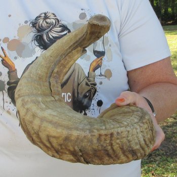 27" Sheep Horn 