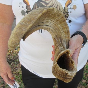 27" Sheep Horn 