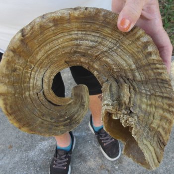 27" Sheep Horn 