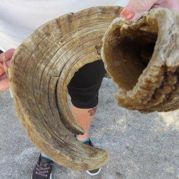27" Sheep Horn 