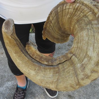 27" Sheep Horn 