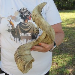 28" Sheep Horn