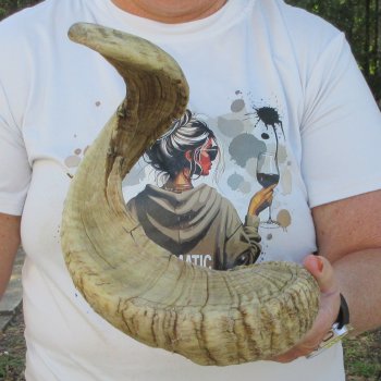 28" Sheep Horn 