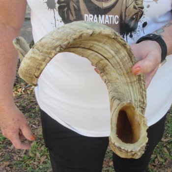28" Sheep Horn 