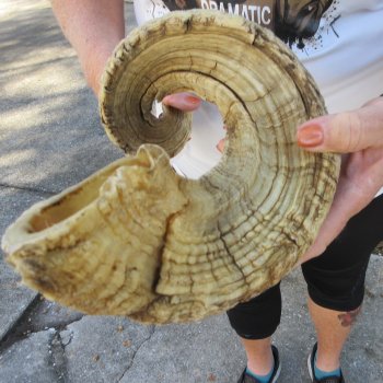 28" Sheep Horn 