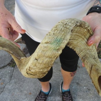 28" Sheep Horn 