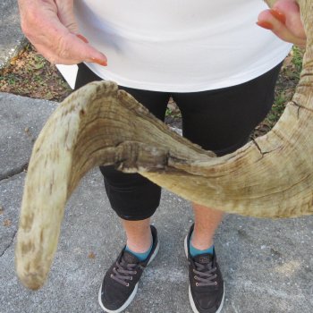 28" Sheep Horn 