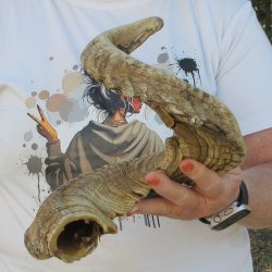 29" Sheep Horn