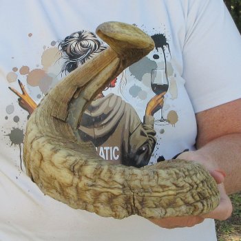 29" Sheep Horn 
