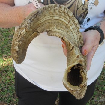29" Sheep Horn 