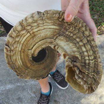 29" Sheep Horn 