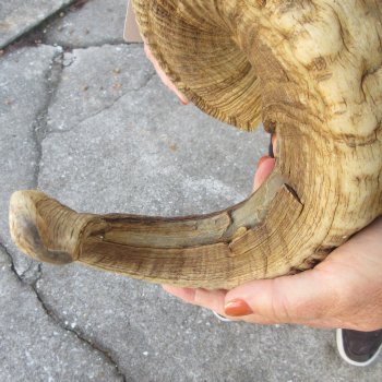 29" Sheep Horn 