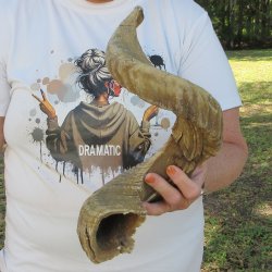 27" Sheep Horn