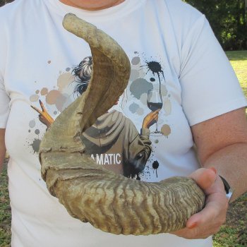 27" Sheep Horn 