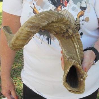 27" Sheep Horn 