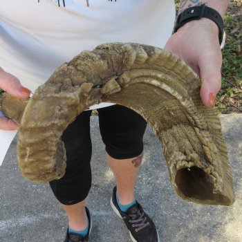 27" Sheep Horn 