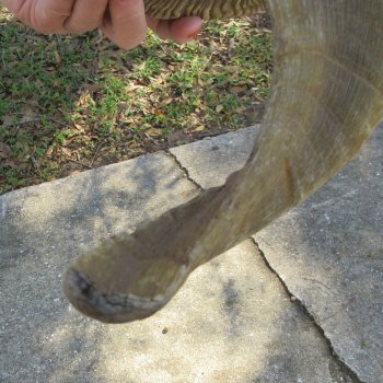 27" Sheep Horn 