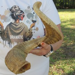 28" Sheep Horn