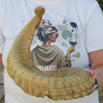 28" Sheep Horn 