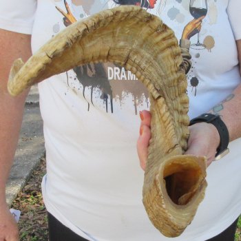 28" Sheep Horn 
