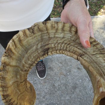 28" Sheep Horn 