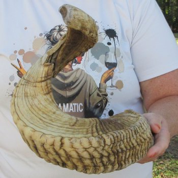 28" Sheep Horn 