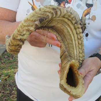 28" Sheep Horn 