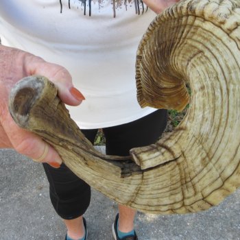 28" Sheep Horn 