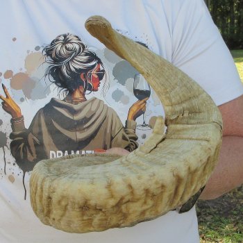 28" Sheep Horn 