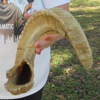 28" Sheep Horn 
