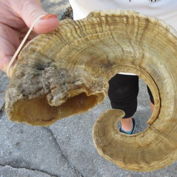 28" Sheep Horn 