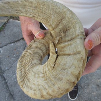 28" Sheep Horn 