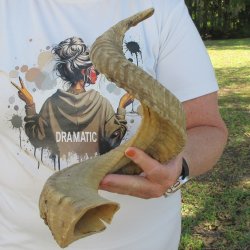 28" Sheep Horn