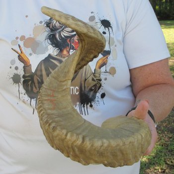 28" Sheep Horn 