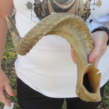 28" Sheep Horn 