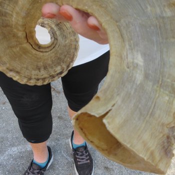 28" Sheep Horn 