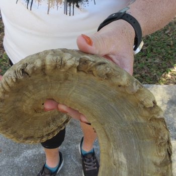 28" Sheep Horn 