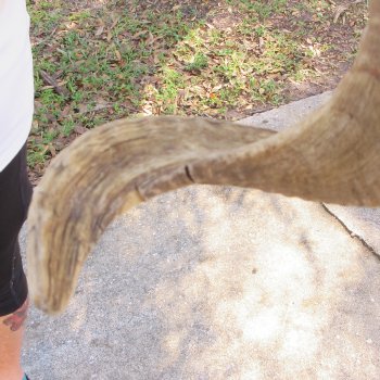 28" Sheep Horn 