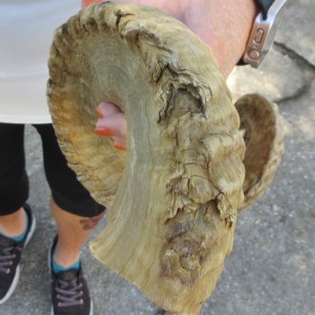 28" Sheep Horn 